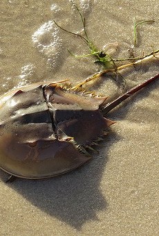 According to the FWC, only one species of horseshoe crab is found in North America, the Limulus polyphemus.