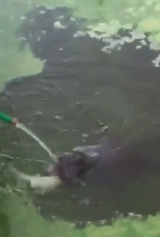 Video shows toxic algae-covered manatee in Florida drinking from hose