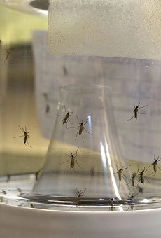Different mosquito species are bred in containers at the lab.