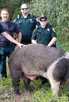 If you own this 600-pound hog, you might want to call the authorities