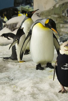 SeaWorld Orlando penguin has its own wetsuit and it's adorable