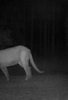 A female panther taken by an automatic camera north of the Caloosahatchee River in Florida.