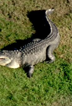 Freakishly huge gator reappears at Florida golf course