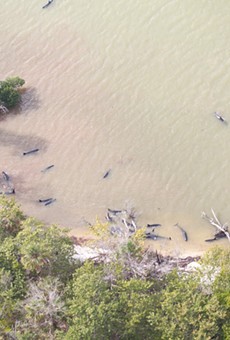 Massive pod of whales currently stranded off the coast of Florida