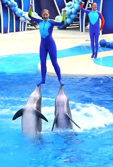 TripAdvisor's ban on shows with captive whales and dolphins could hurt SeaWorld