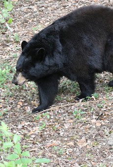 Florida middle school won't let kids leave on foot because of a nearby bear