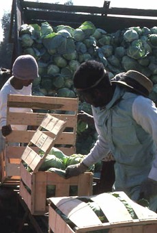 Workers packing cabbage in Hastings.