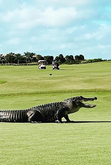 Fore! Alligator hits the links at a Central Florida golf course