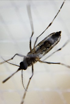 Human testing underway for vaccine against Zika-carrying mosquitos