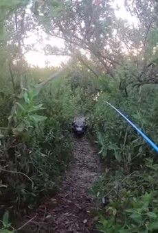 Florida fisherman runs from large alligator in terrifying video