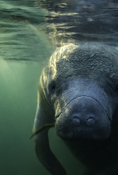 Florida looks to the long term in saving manatees