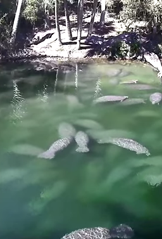 A record number of manatees have arrived at Blue Spring State Park (and you can watch them live)