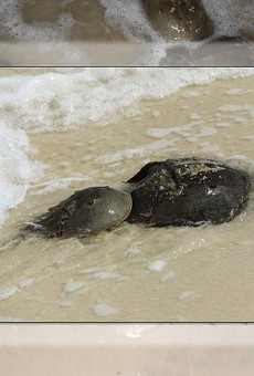 Horseshoe crab mating season is here, and the FWC wants your photos