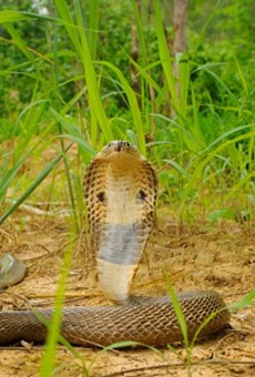 Another pet cobra went missing in Central Florida last night