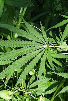 Longwood approves regulations to open medical marijuana dispensaries