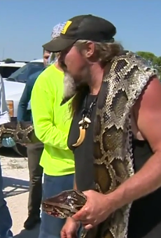 Of course a guy named 'Wildman' caught a 17-foot Florida python