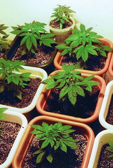 Orange County commissioners will vote today on marijuana dispensary ban
