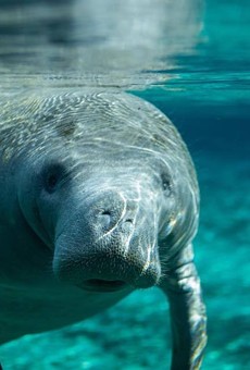 2017 was Florida's third highest year for boaters hitting manatees