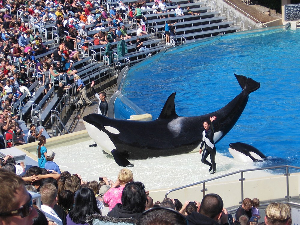 SeaWorld Orlando shows off Mako before June opening