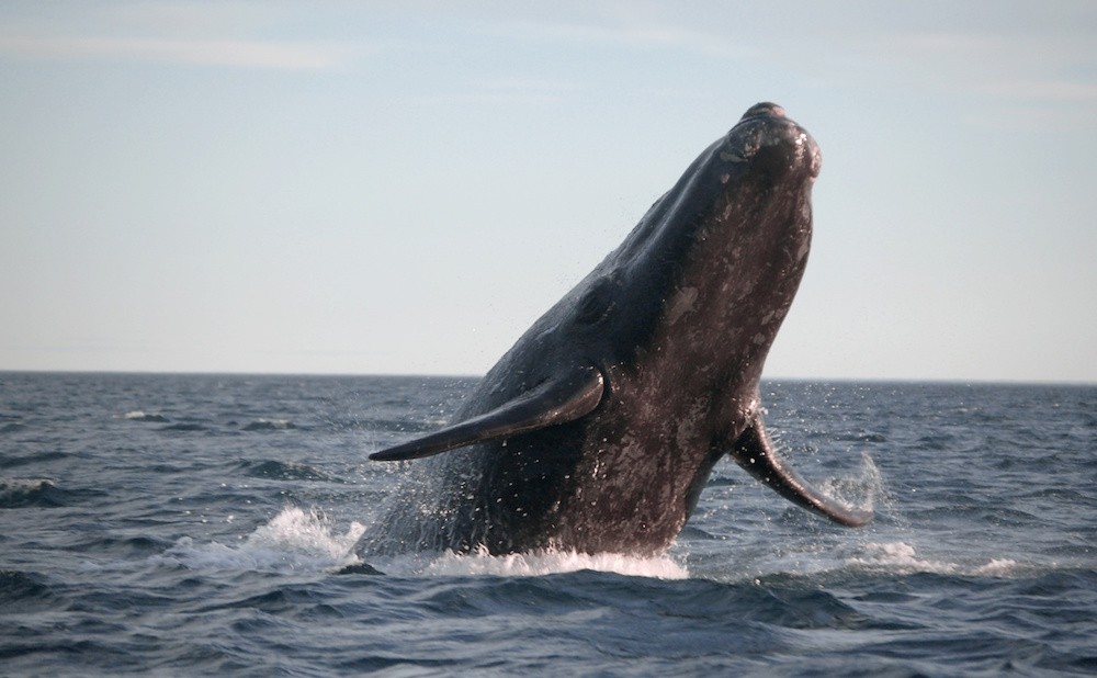 A Southern right whale