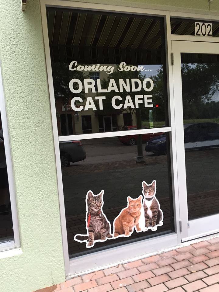 Orlando Cat Cafe