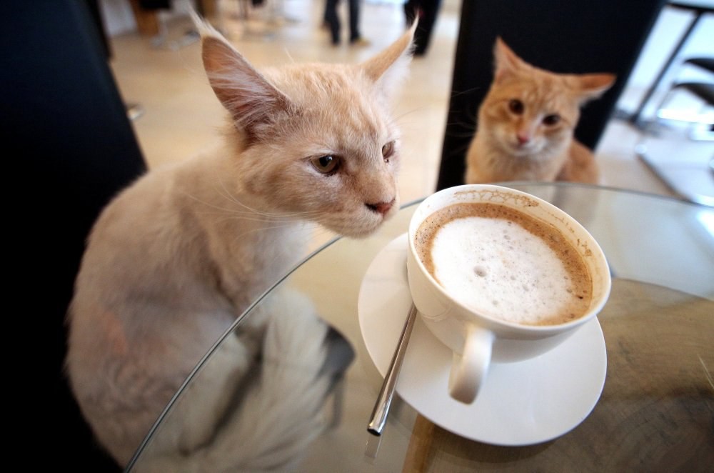 Orlando Cat Cafe