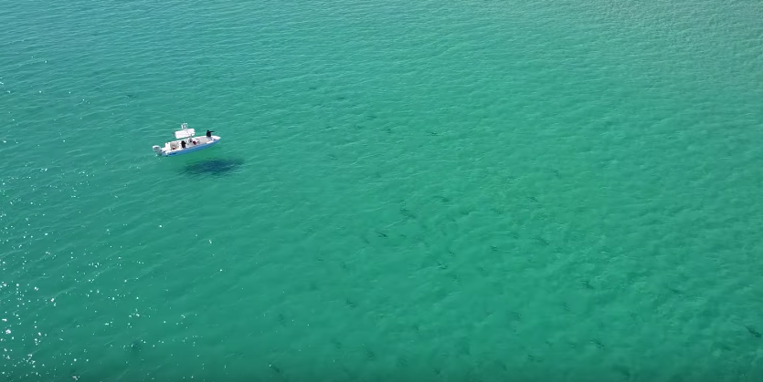 Drone Video Shows Thousands Of Sharks Migrating Off Florida Coast Orlando Area News Orlando Orlando Weekly