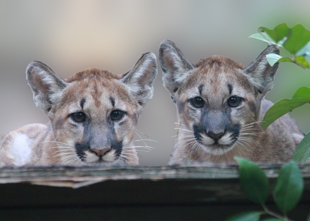 Aww alert: Gatorland welcomes 2 Florida Panther cubs