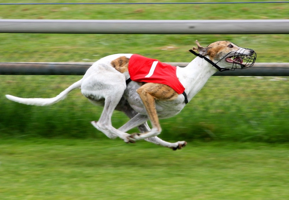 Florida's greyhound racing ban, set to take effect in 2021, faces