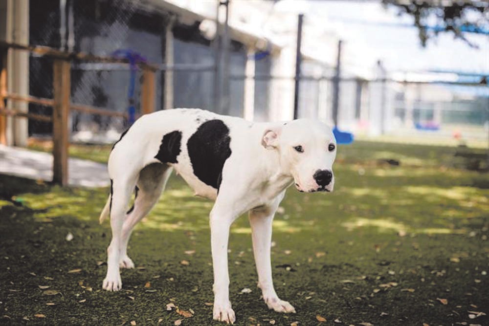 Affectionate, high-energy Gucci would be gucci if you adopted her from the  Orange County shelter, Gimme Shelter, Orlando