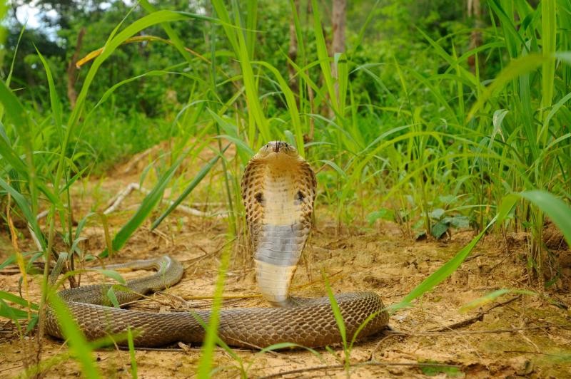 Lost Florida Cobra Remains at Large