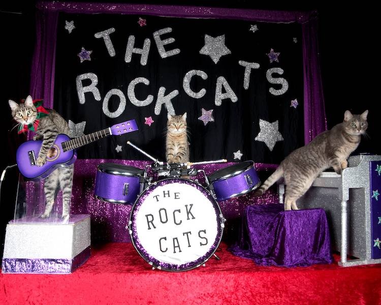 The Amazing AcroCats are coming to an Orlando stage in January