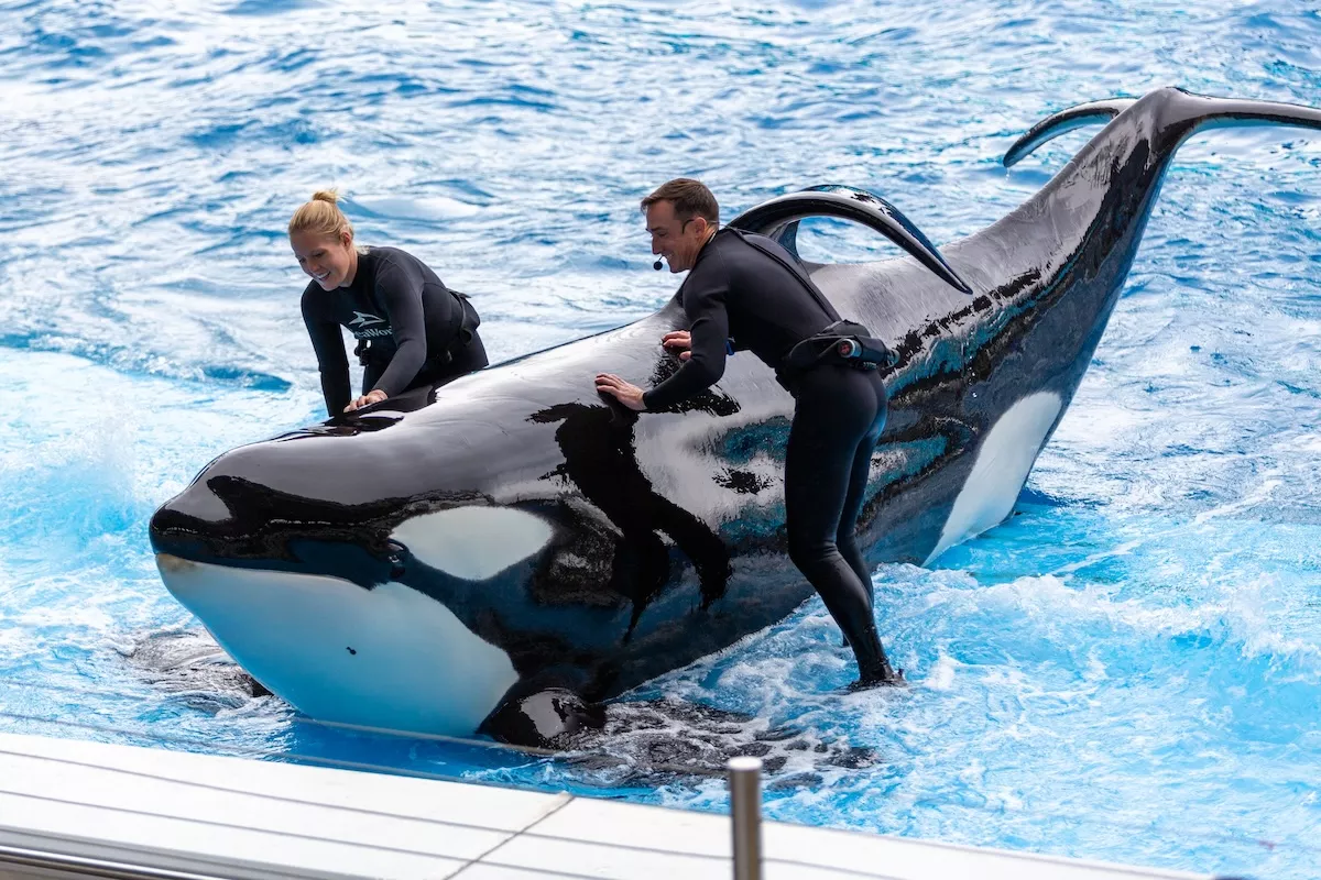 SeaWorld Orlando fined after orca whale injured trainer | Orlando | Orlando  Weekly