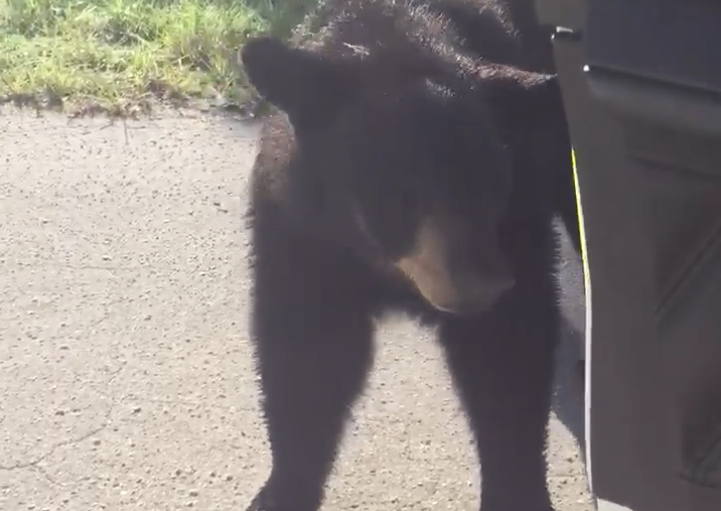 Marion County Deputy Comes Face to face With A Bear Orlando Area News 
