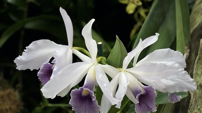Central Florida Orchid Society’s 65th Annual Show and Sale goes down this weekend