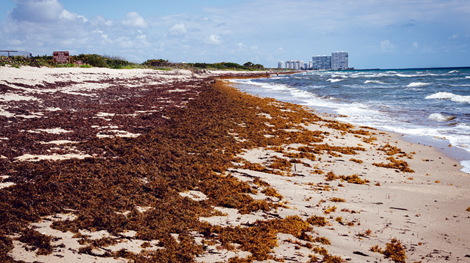 Giant seaweed blob heading for Florida could contain flesh-eating bacteria