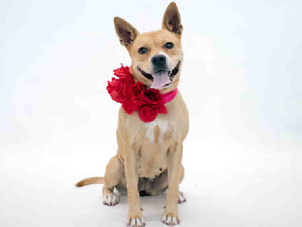 Affectionate, high-energy Gucci would be gucci if you adopted her from the  Orange County shelter, Gimme Shelter, Orlando