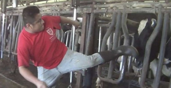 Publix suspends shipments from Florida dairy farm after video shows ...