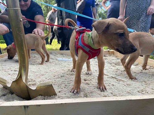 Pet Alliance of Greater Orlando breaks ground on new facility, with some digging help from puppies