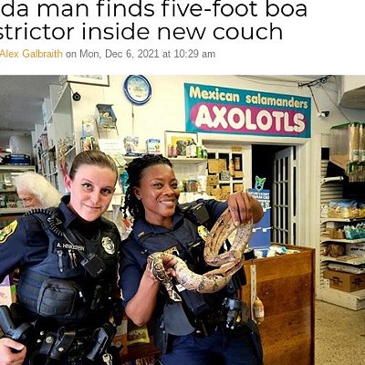 Florida man finds five-foot boa constrictor inside new couch        
