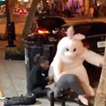 The Easter Bunny literally beat someone up in downtown Orlando last night