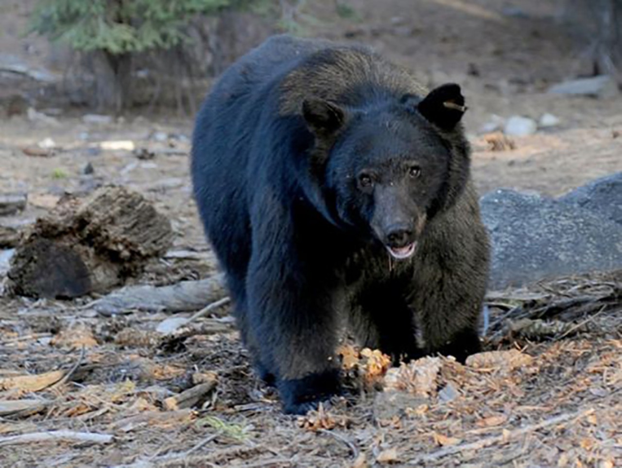 You could attempt to pet a 400 pound black bear in Dade County.
Photo via USA Today