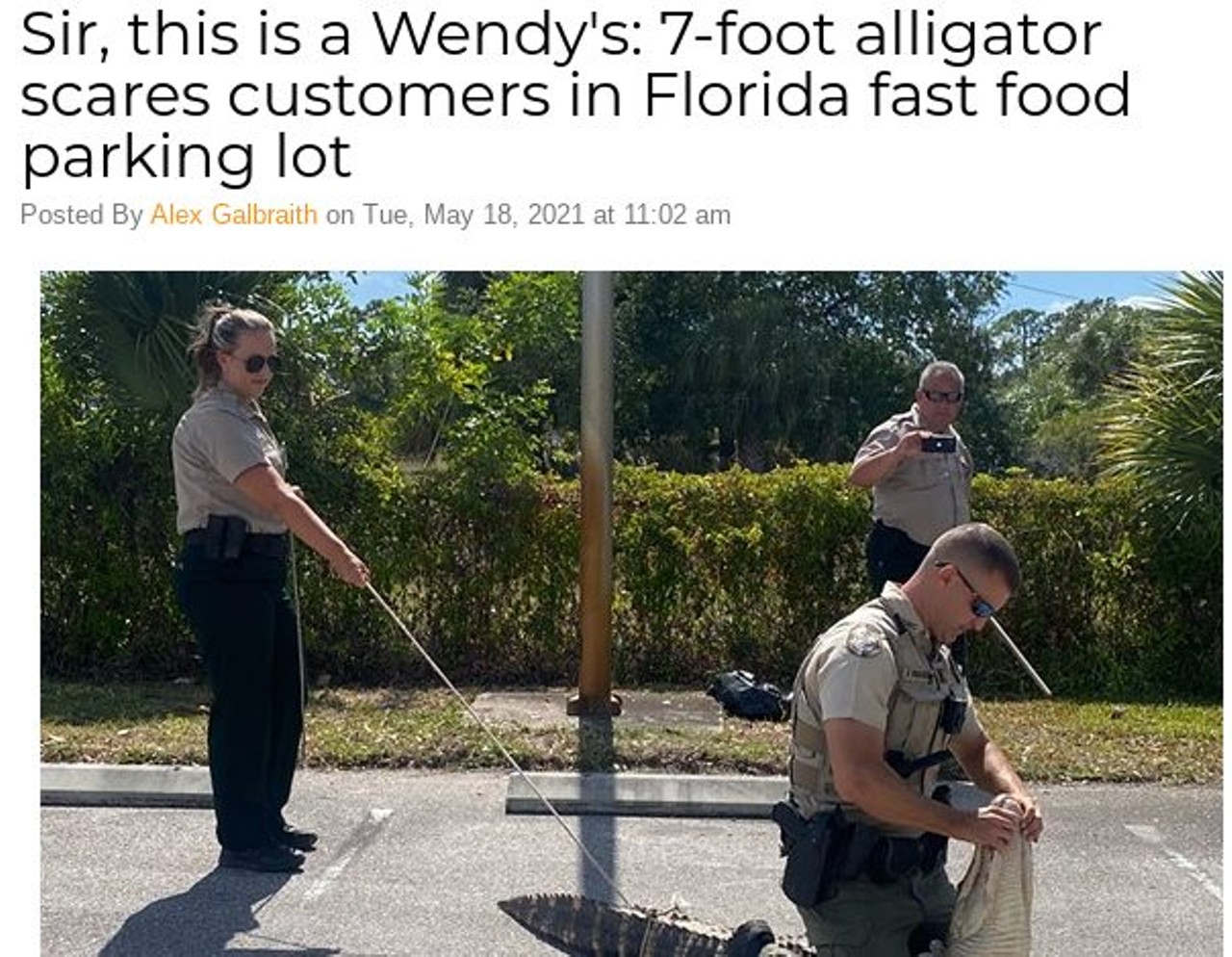 Sir, this is a Wendy's: 7-foot alligator scares customers in Florida fast food parking lot
