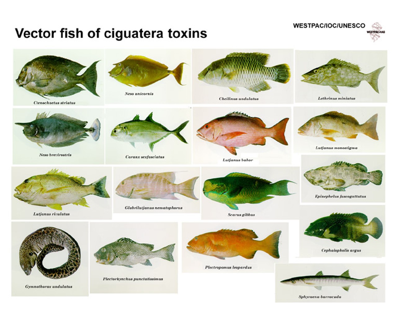 You could get Ciguatera poisoning from eating a fish. 
Photo via whoi.edu