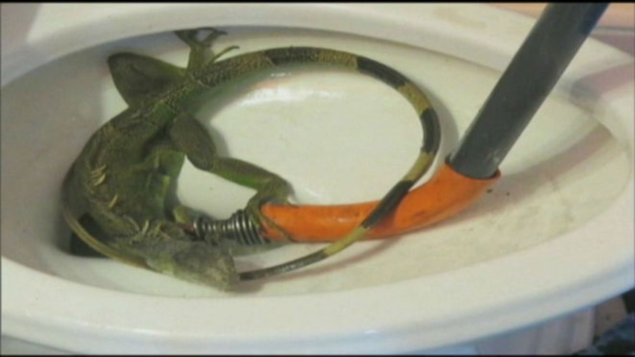 Literally anything can crawl out of a toilet.
Photo via Orlando Weekly