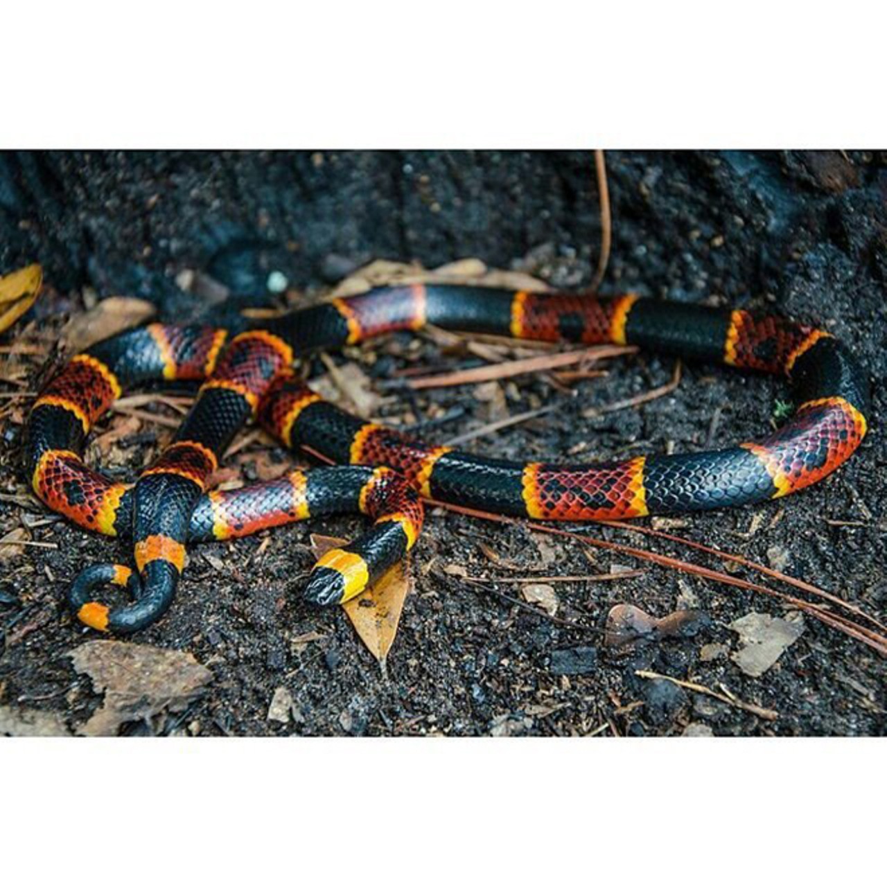 You could be get bit by an Eastern coral snake, or one of the many poisonous snakes that call Florida home.
Photo via Instagram user herpjesus