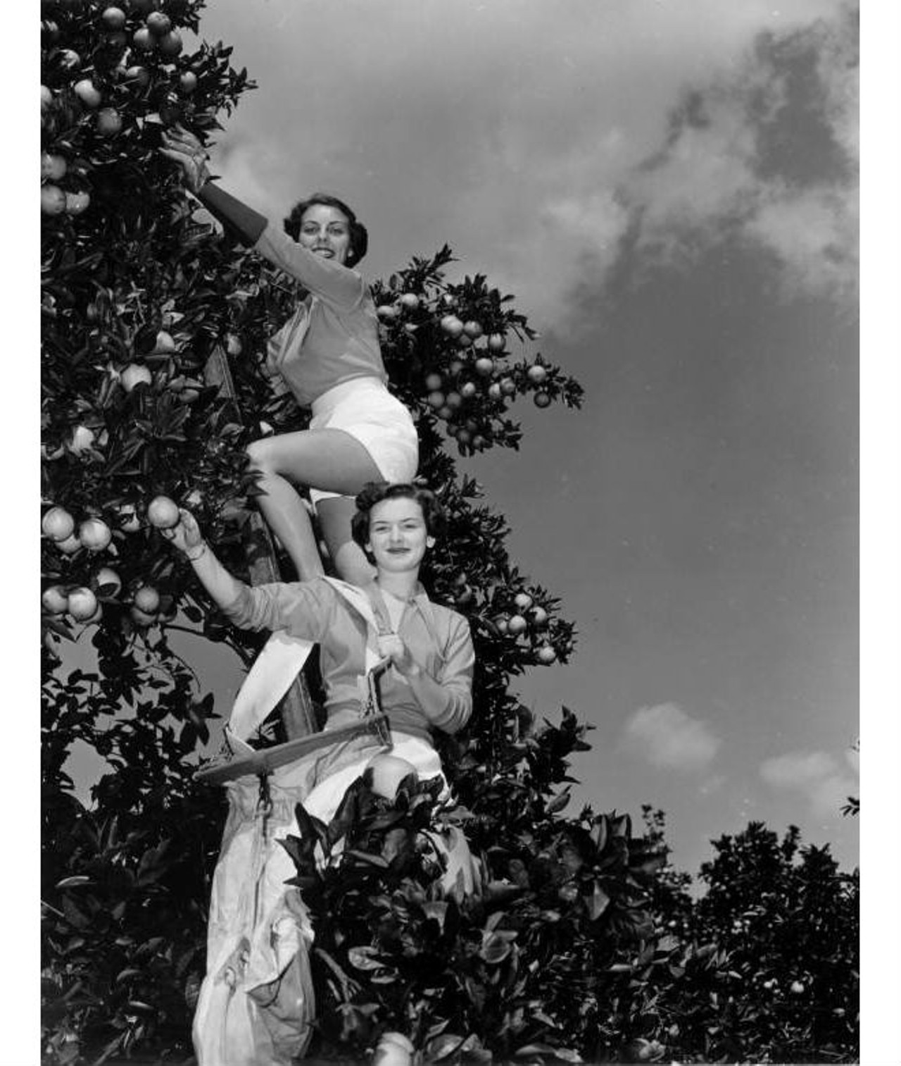 Two young ladies pose picking oranges at contest in a grove