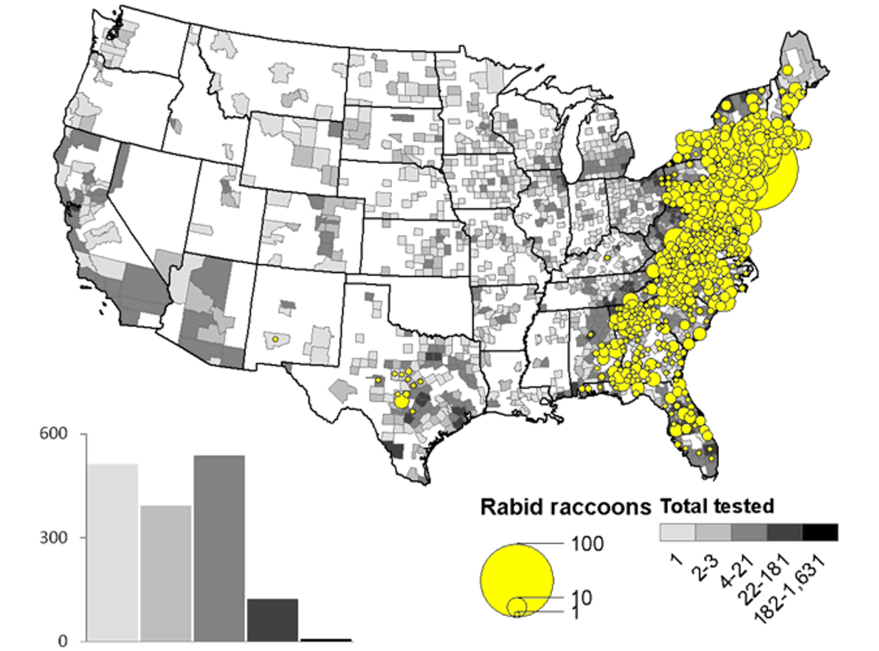 Get be attacked by an angry raccoon and get rabies. 
Photo via CDC