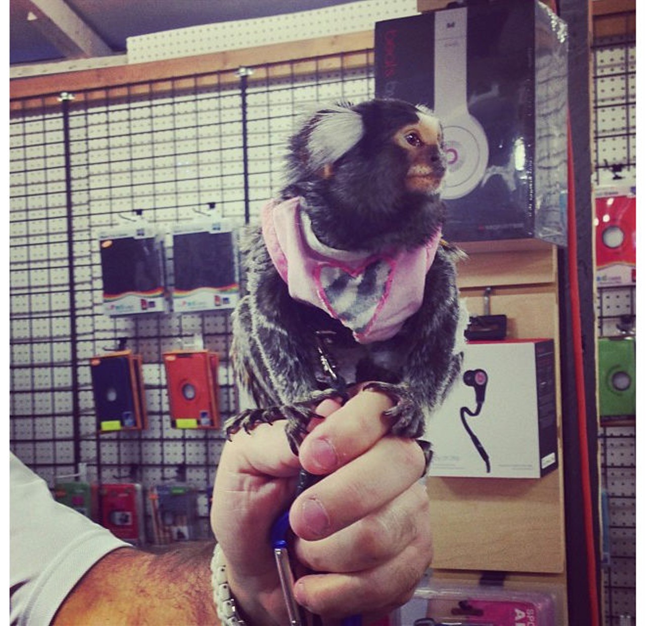 A marmoset!Instagram: crystalayla