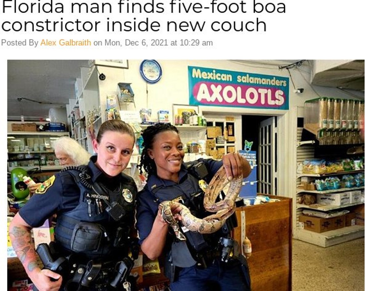 Florida man finds five-foot boa constrictor inside new couch
